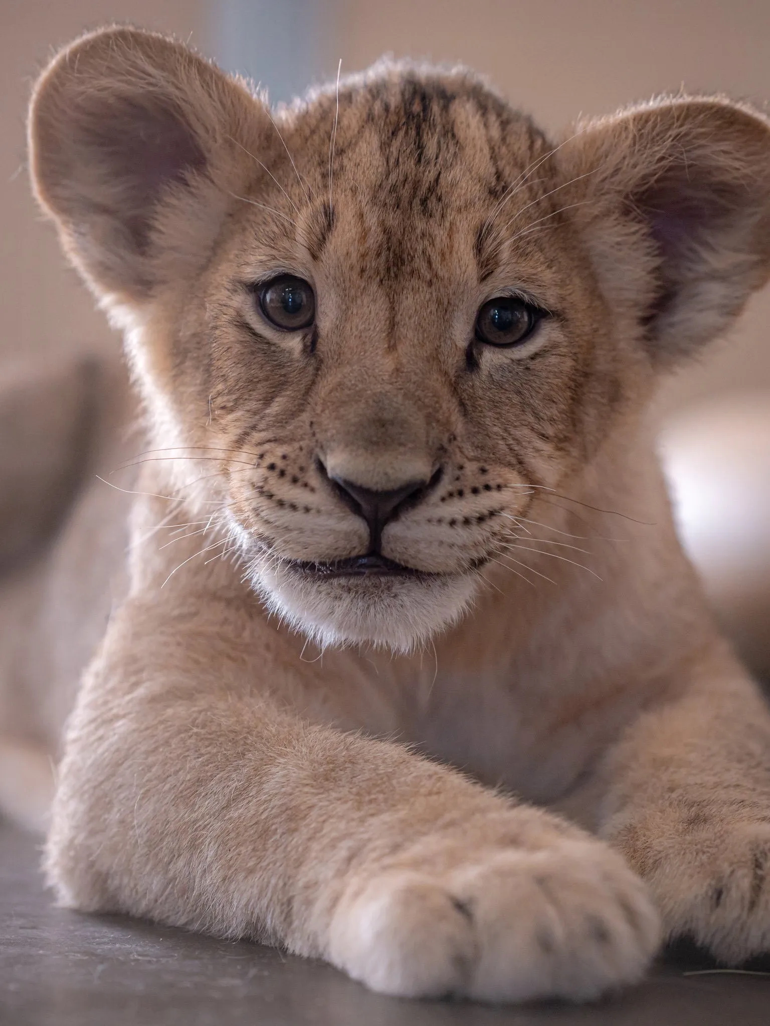 lion cub